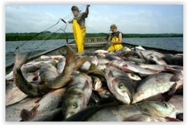 Riverine Fisheries Internation...