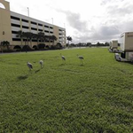 SEC visa fraud case rocks Florida city's downtown dream